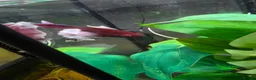 Bettas fish for sale: Full betta setup - Advert 5