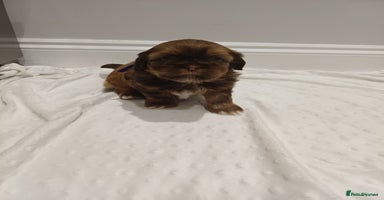 Shih Tzu dogs - Advert 4