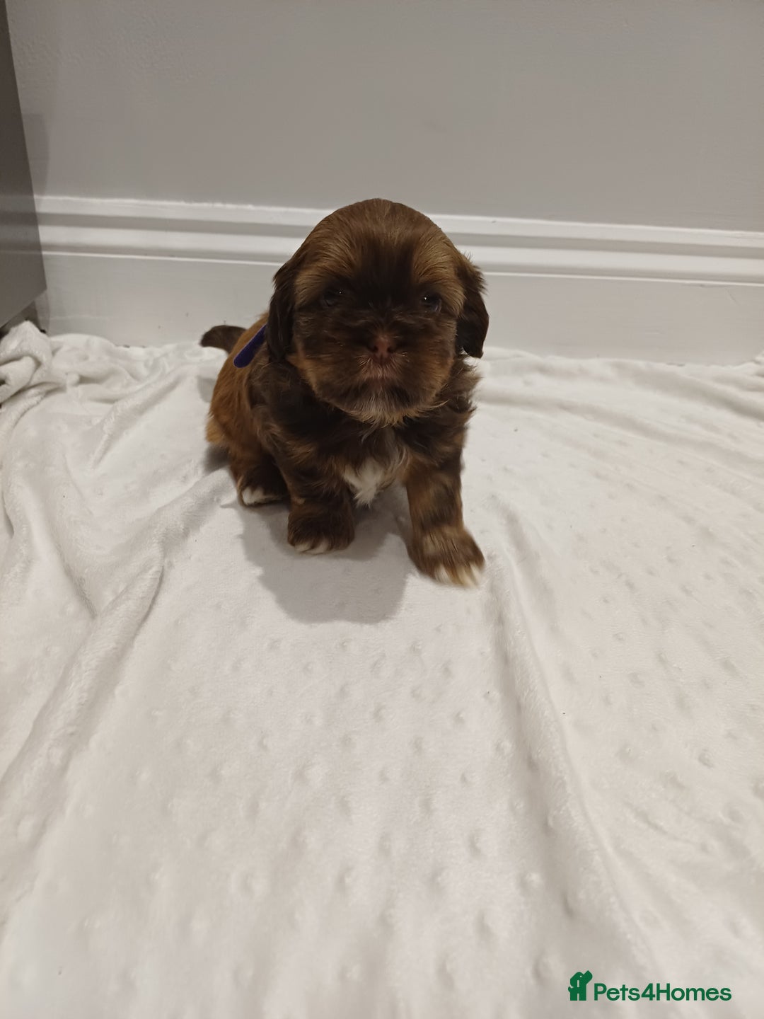 Shih Tzu dogs for sale: Karashishi half Imperial Shih Tzu Puppies 🐶 - Image 3