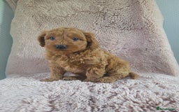 Cavapoo dogs for sale: Cavapoo puppies 5 🌟licence breeder  - Image 6