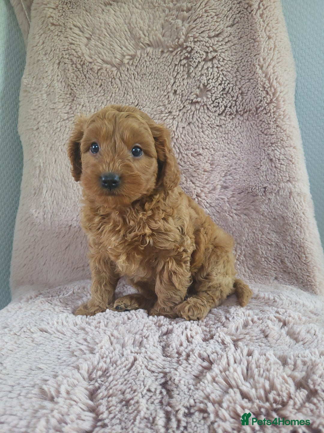 Cavapoo dogs for sale: Cavapoo puppies 5 🌟licence breeder  - Image 6