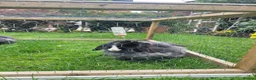 Mixed Breed rabbits for sale: Two Female Rabbits in Cheadle - Advert 4