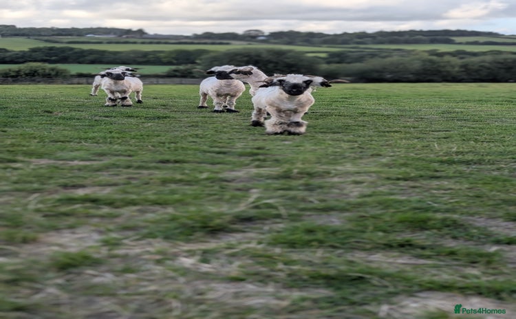 Sheep livestock - Advert 2