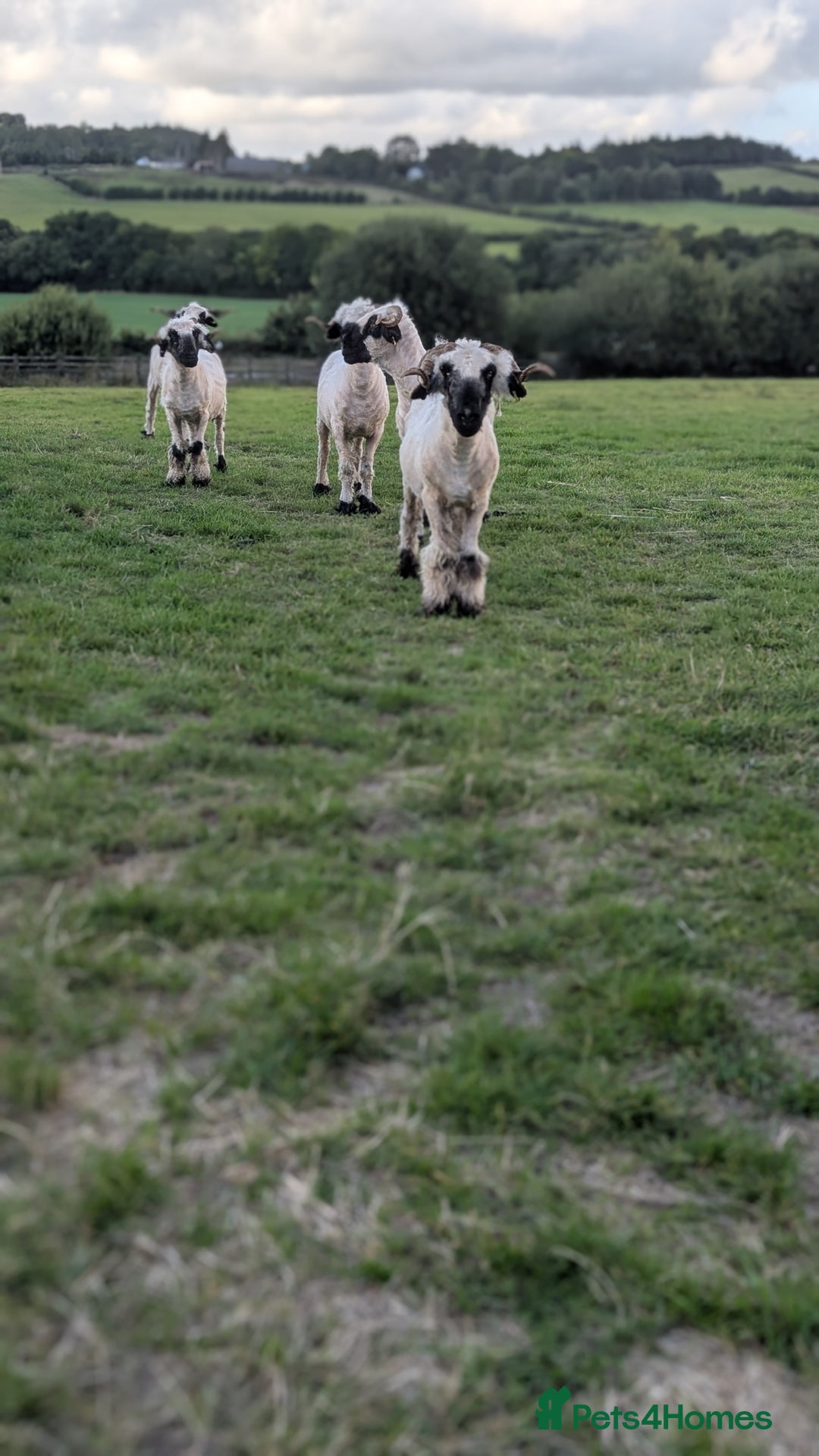 Sheep livestock for sale: 5 x Valais blacknose whethers  - Image 1
