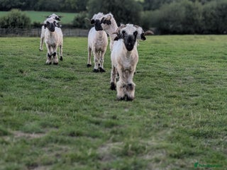 Sheep livestock - Advert 33