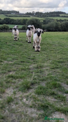 Sheep livestock - Advert 16