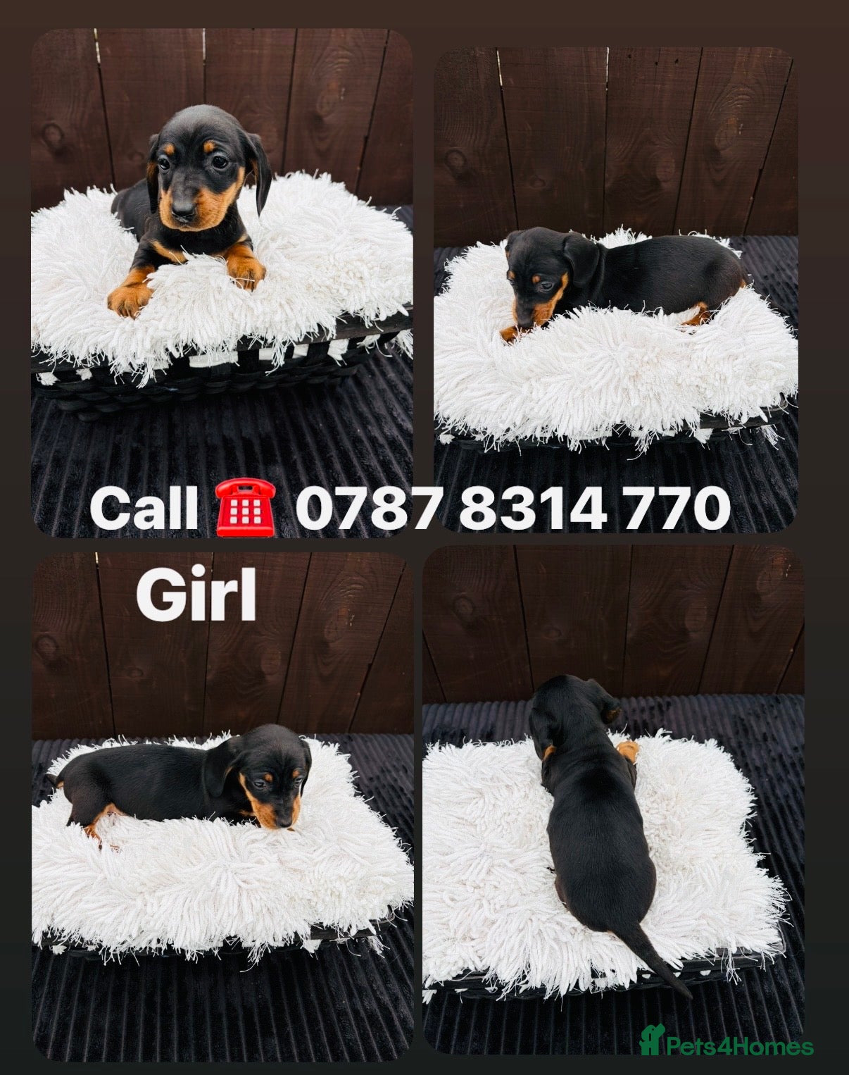 Miniature Dachshund dogs Dachshund puppies only 1 Girl still available  - Advert 2
