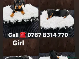 Miniature Dachshund dogs Dachshund puppies only 1 Girl still available - Advert 2