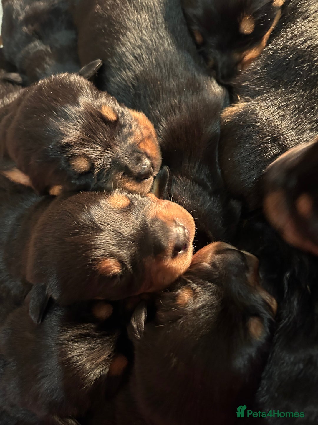 Rottweiler dogs for sale: Ready in 2 weeks bunch of 12 rotwellier puppies  - Advert 18