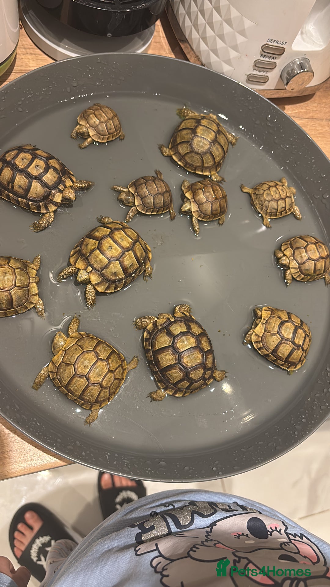Tortoise reptiles for sale: Tortoise - Image 5