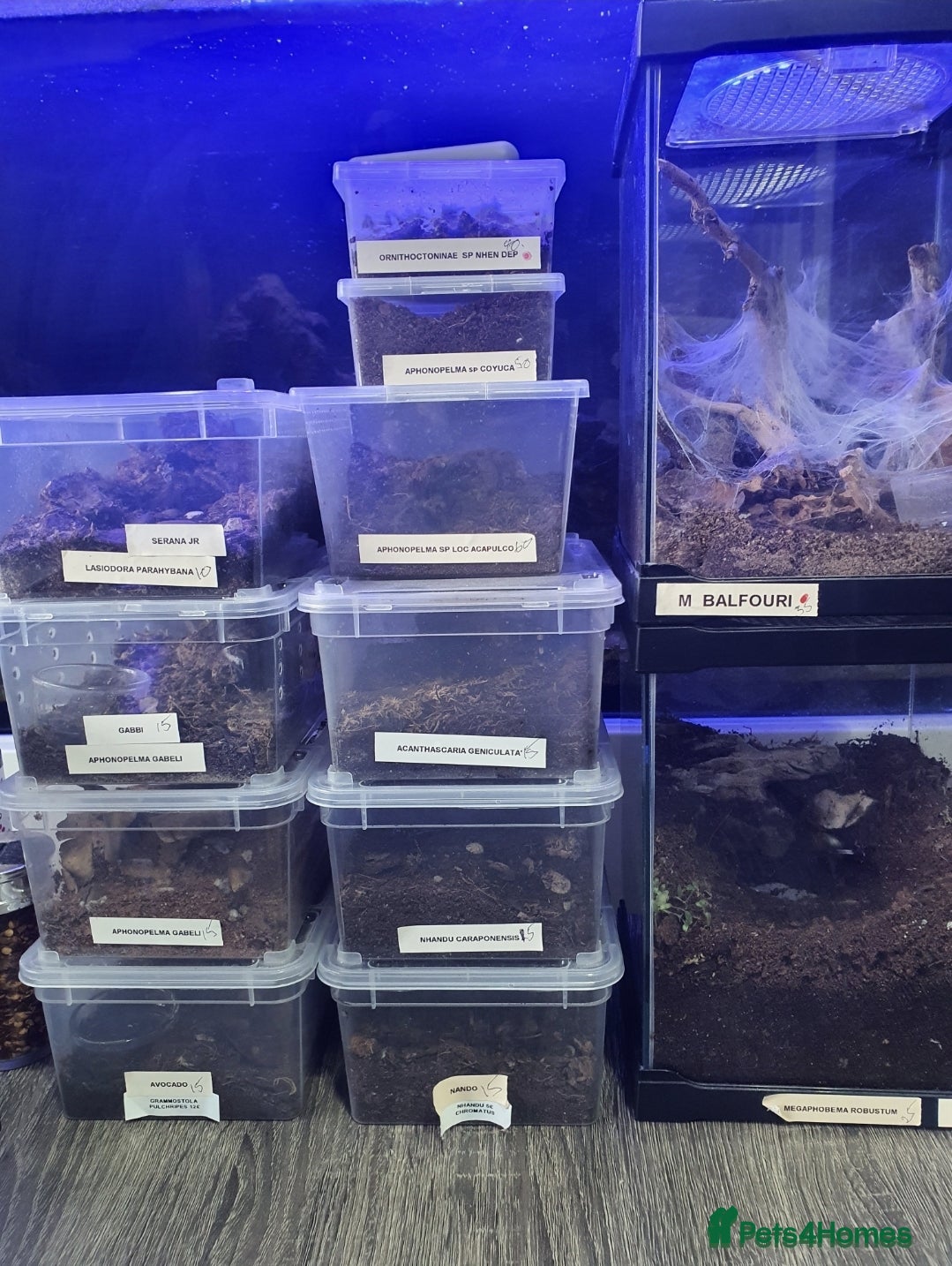 Tarantulas invertebrates Various Tarantulas for sale - Advert 16