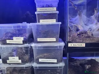 Tarantulas invertebrates Various Tarantulas for sale - Advert 16