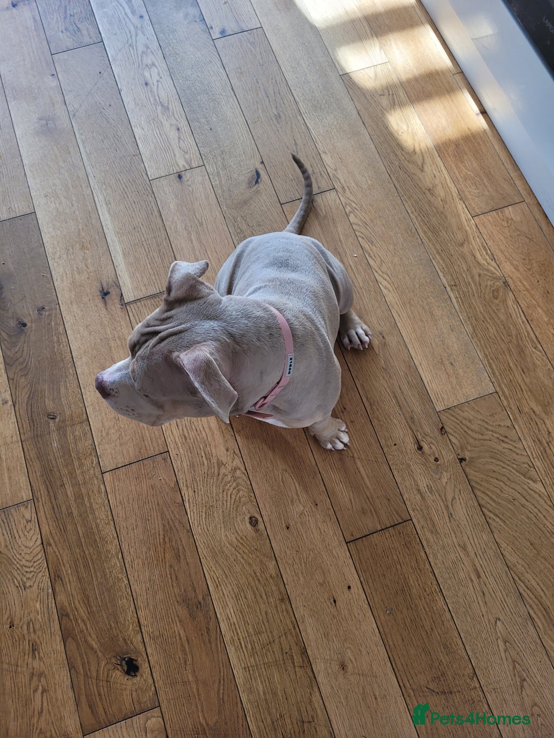 American Bulldog dogs for sale: American pocket bully  - Image 4