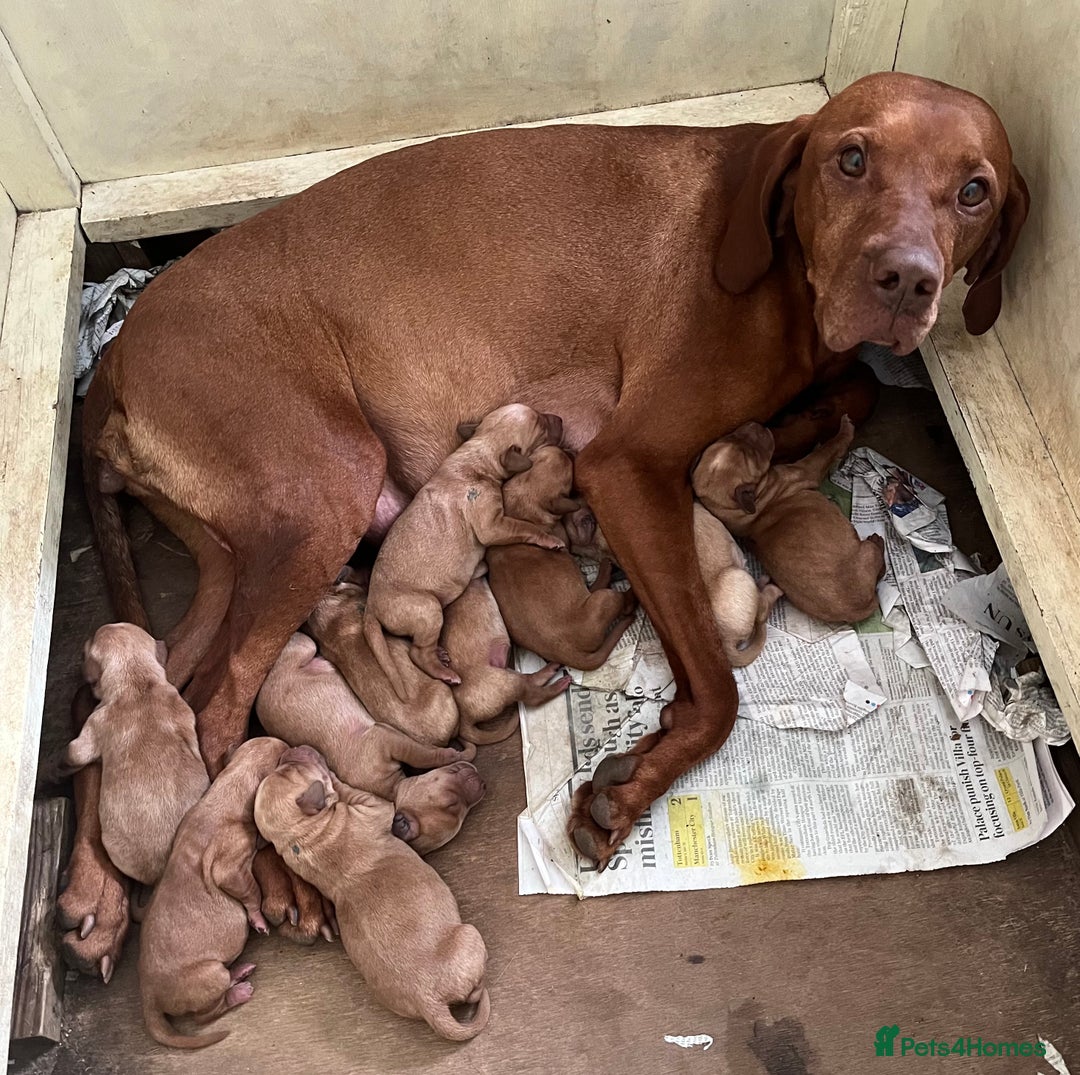 Hungarian Vizsla dogs for sale: VIZSIPOO puppies, Vizsla x Miniature Poodle - Image 5