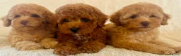 Toy Poodle dogs for sale: Toy poodle puppies  in Wakefield - Advert 13