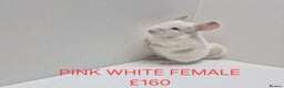 Chinchilla rodents for sale: STUNNING BABIES CHINCHILLA MIX COLOURS AND GENDER  - Advert 5