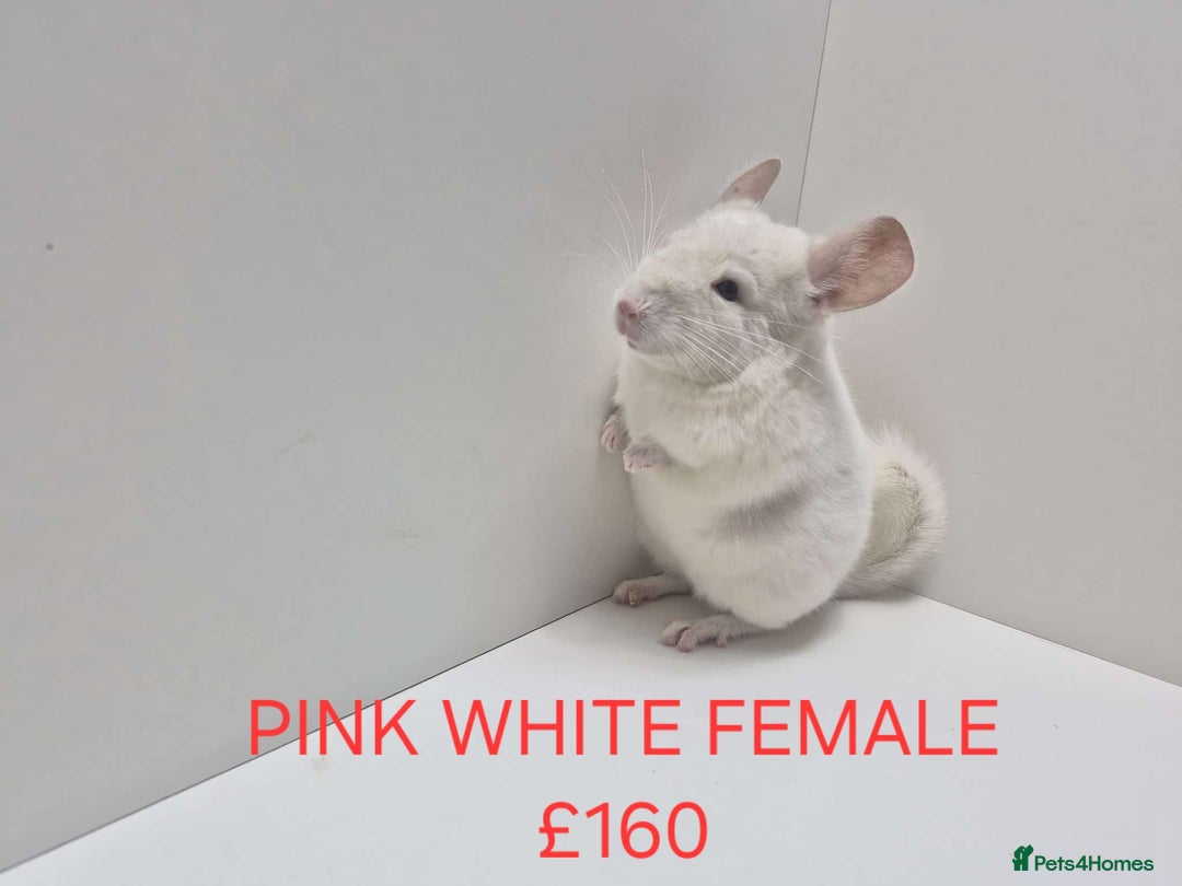 Chinchilla rodents for sale: STUNNING BABIES CHINCHILLA MIX COLOURS AND GENDER  - Advert 5