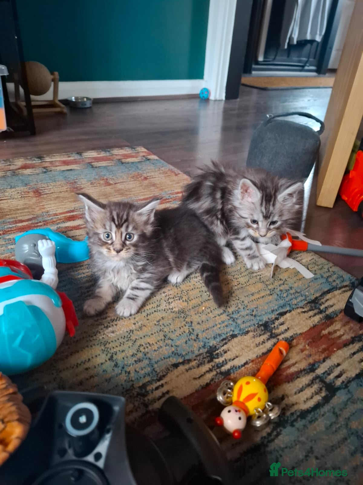 Maine Coon cats 6 Beautiful main coon kittens - Advert 15