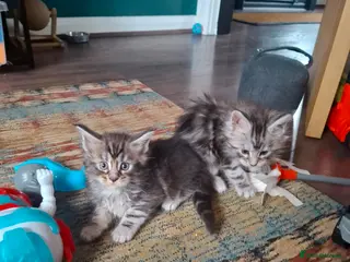 Maine Coon cats 6 Beautiful main coon kittens - Advert 15