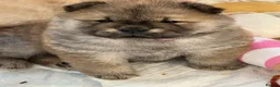 Chow Chow dogs for sale: KC chow chow puppies  - Advert 16