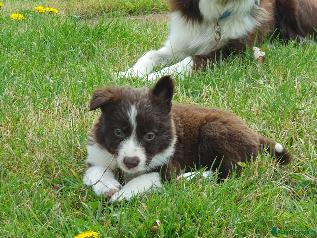Border Collie dogs for sale: Beautiful farmhome bred Red and white Collies - Image 12