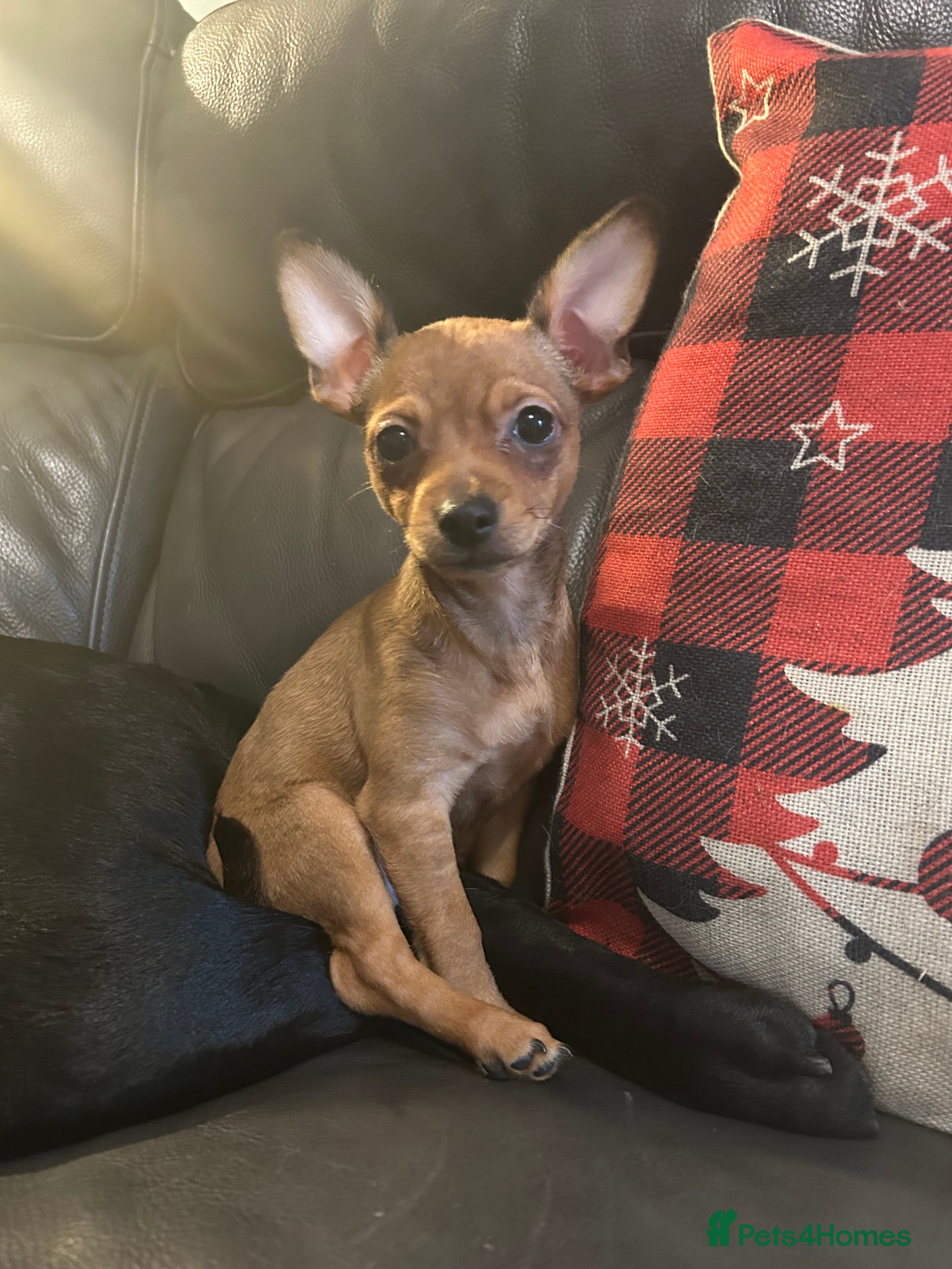 Mixed Breed dogs Beautiful female jackchi - Advert 1