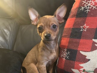 Mixed Breed dogs Beautiful female jackchi - Advert 2