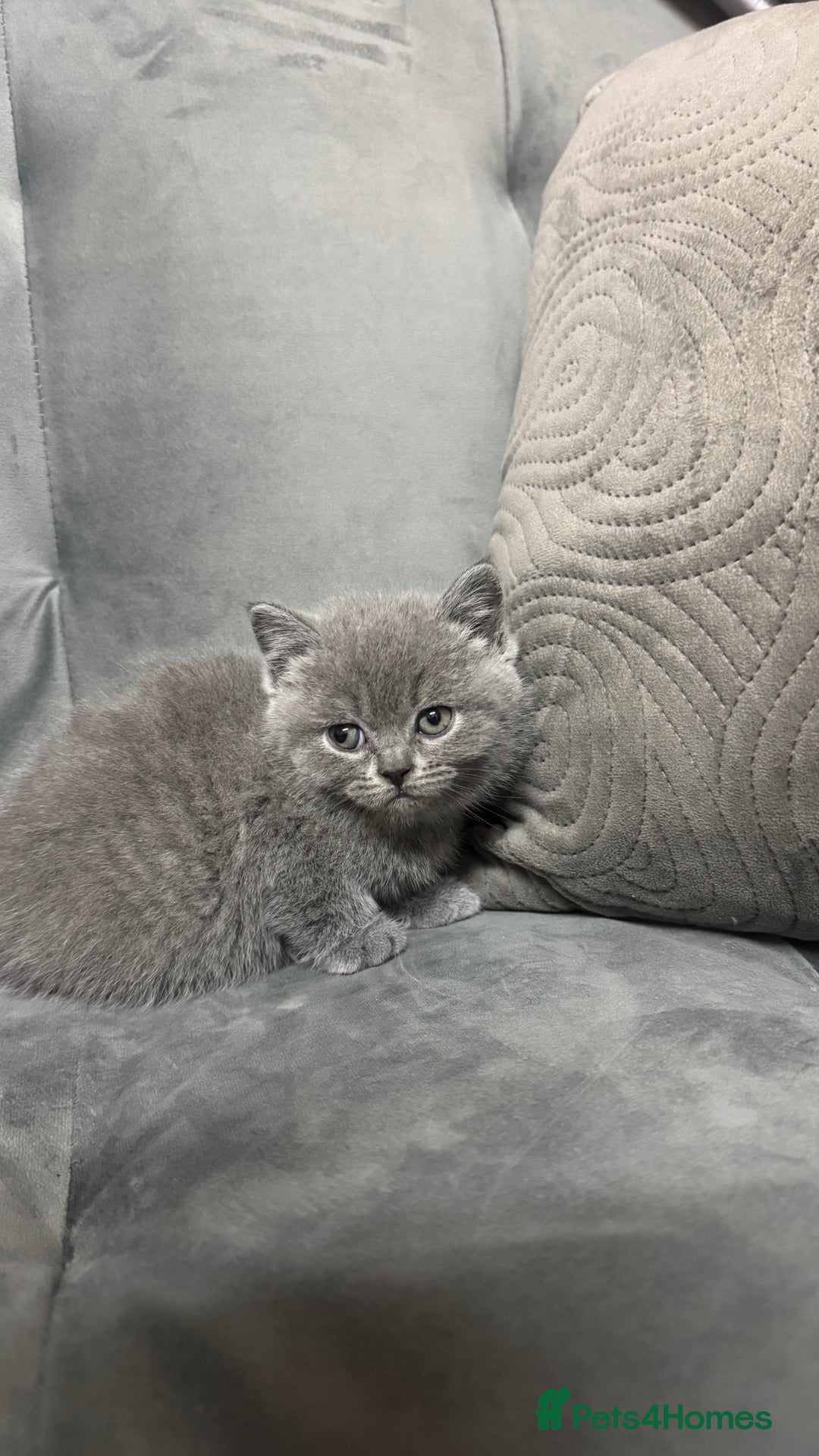 British Shorthair cats for sale: 5 British shorthair kittens  - Advert 4