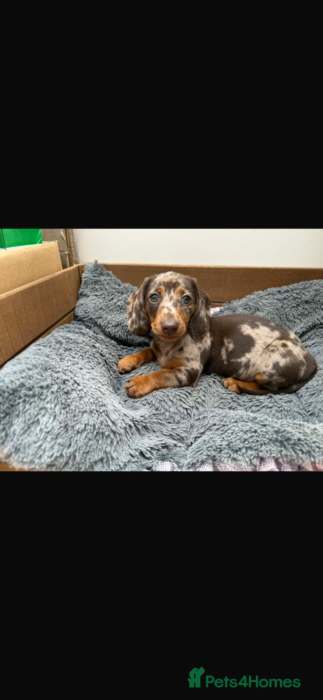 Dachshund dogs for stud: Beary Boy❤️ - Advert 16