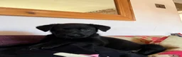 Mixed Breed dogs for sale: 4 Belgian Malinois girls for sale  in Tarporley - Advert 3