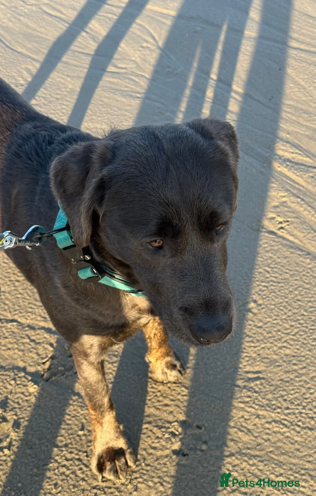 Labrador Retriever dogs for sale: Silver Labrador Bramble - Advert 2