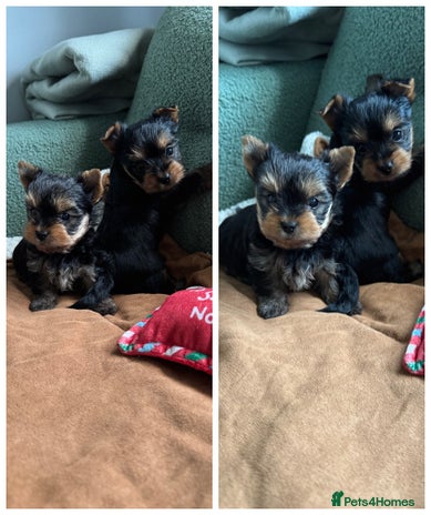 Yorkshire Terrier dogs - Advert 16