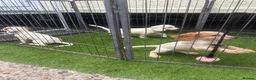 Cocker Spaniel dogs for sale: 4 cocker spaniel puppies  - Advert 1