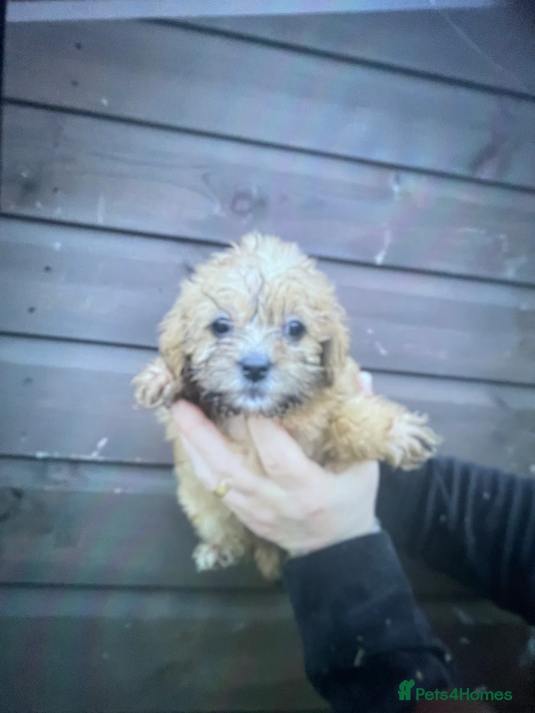Mixed Breed dogs for sale: Norfolk terrier Cross by French bull bulldog cross - Advert 3
