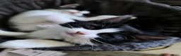 Mixed Breed cats for sale: Long hair kittens & short hair kittens ready now  - Advert 18