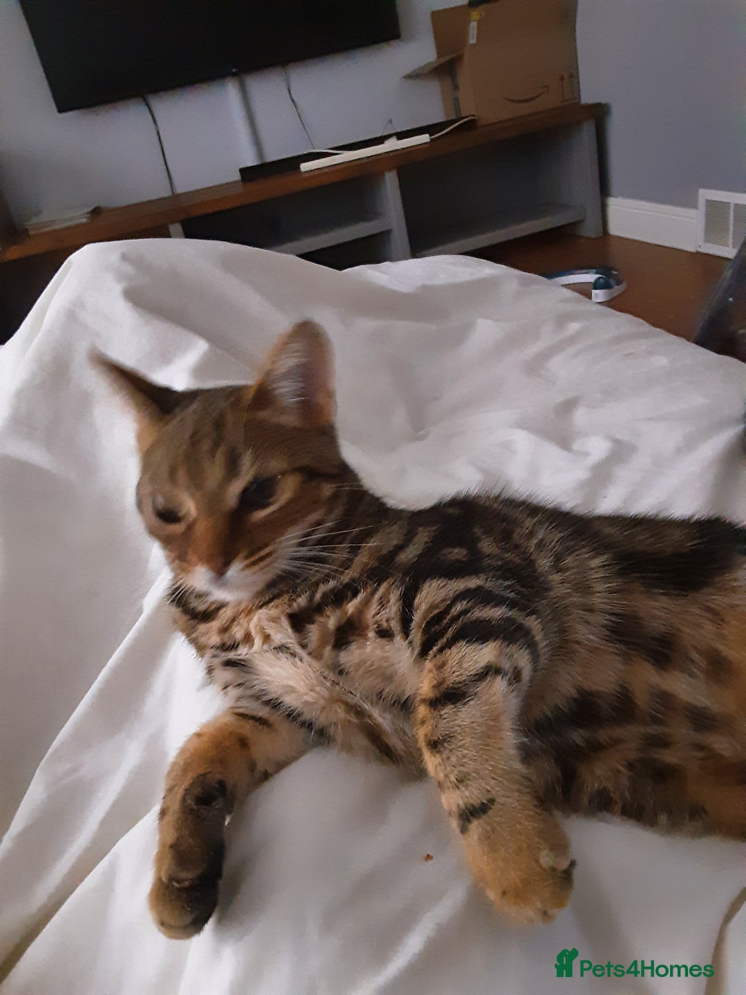 Mixed Breed cats for sale: 2 Yr old female - Advert 2