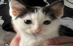 Mixed Breed cats for sale: Lovely little kittens - Image 3