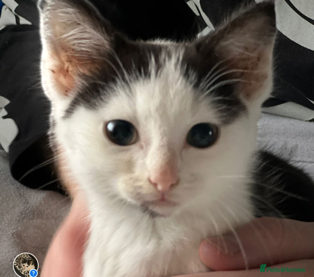 Mixed Breed cats for sale: Lovely little kittens - Image 3