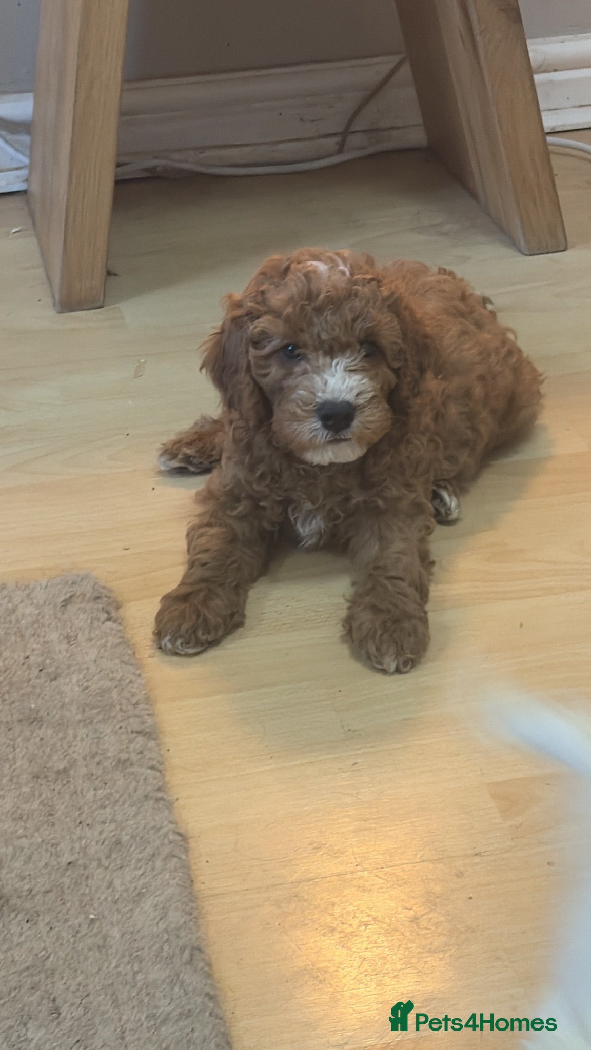 Cavapoo dogs F1B Cavapoo puppies READY NOW! - Advert 2