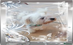 Toy Poodle dogs for stud: Stunning Maltese health tested stud in Blackpool - Image 3