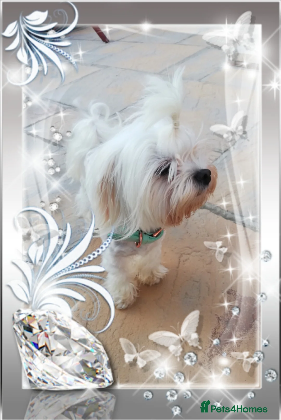 Toy Poodle dogs for stud: Stunning Maltese health tested stud - Advert 1