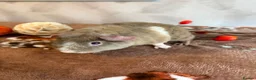 Guinea Pig rodents for sale: Beautiful pure Teddy guinea pigs  - Advert 8