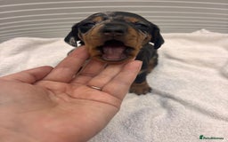 Miniature Dachshund dogs for sale: Mini Dachshund  - Image 12