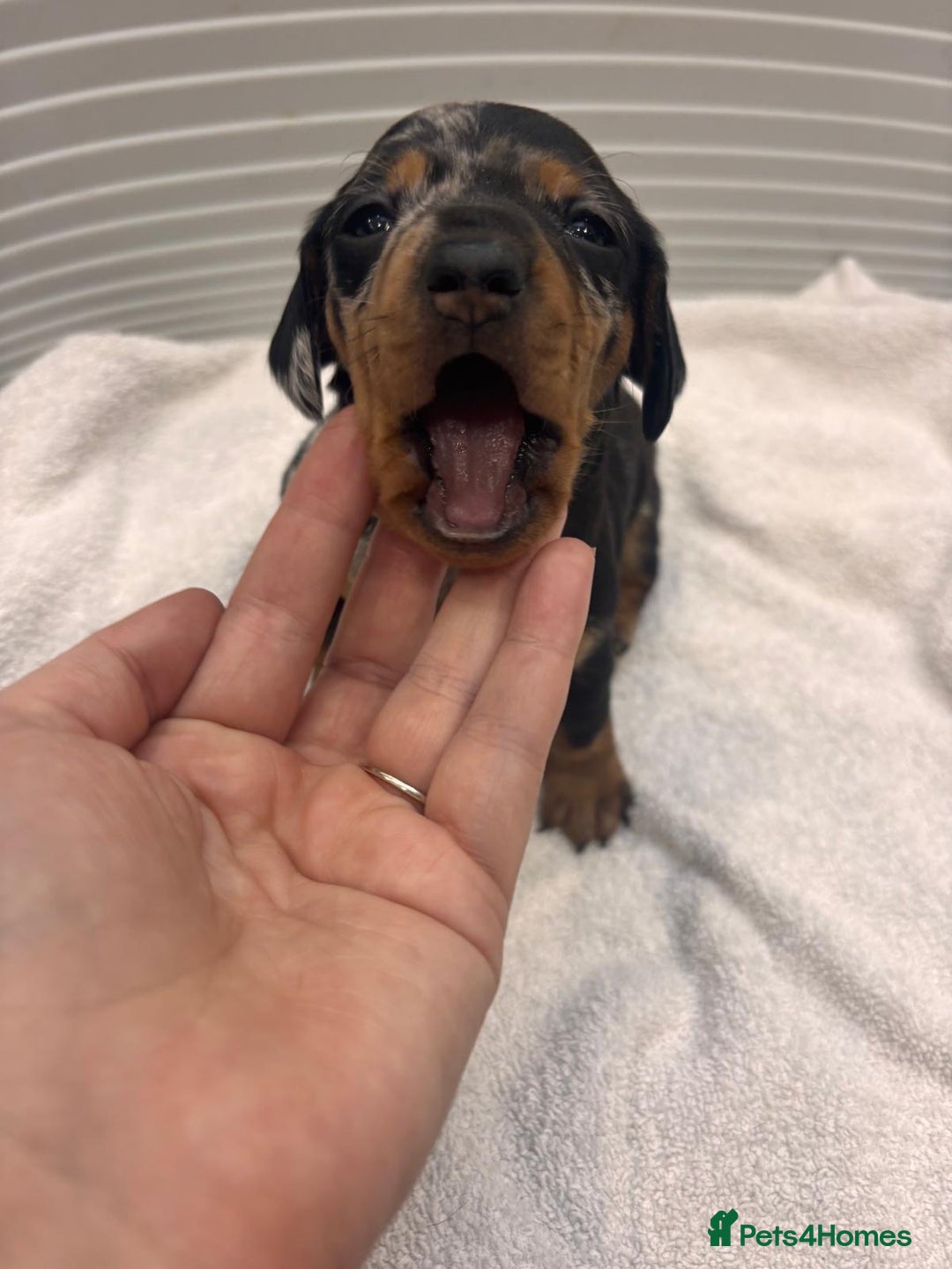Miniature Dachshund dogs for sale: Mini Dachshund  - Image 12