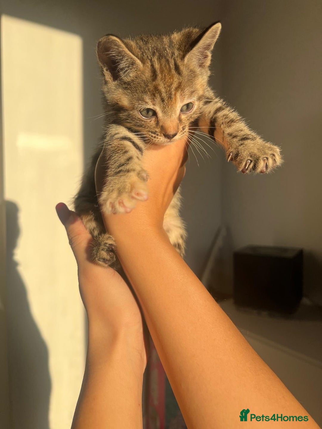 Bengal cats for sale: Beautiful Half Bengal Kittens - Advert 11