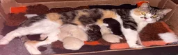 Scottish Fold cats for sale: Scottish fold x BSH - Advert 11