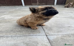 Mixed Breed dogs for sale: Chow x frenchie  - Image 3