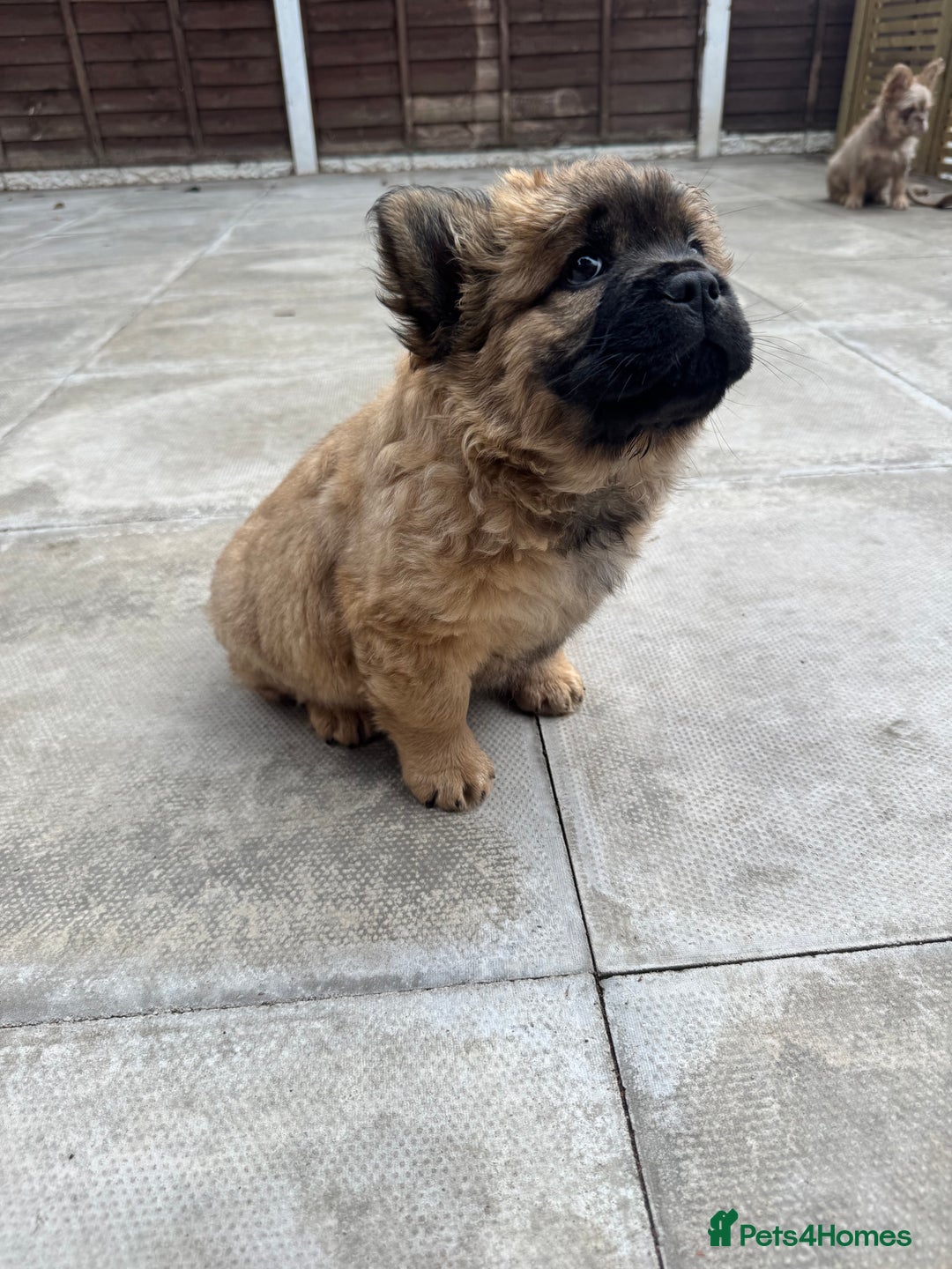 Mixed Breed dogs for sale: Chow x frenchie  - Image 3
