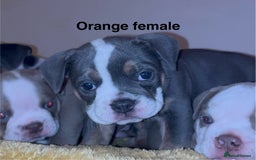 Olde English Bulldogge dogs for sale: Olde English bulldogs puppies  - Image 6