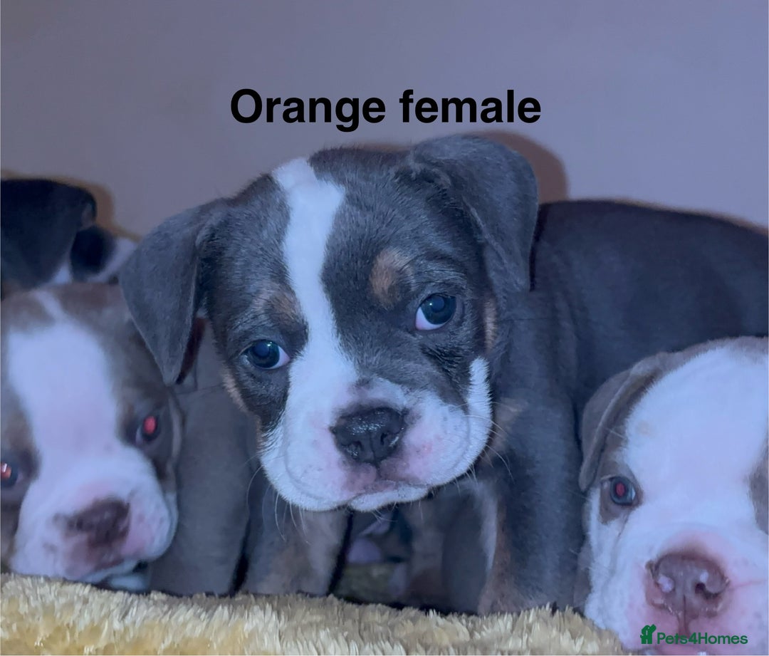 Olde English Bulldogge dogs for sale: Olde English bulldogs puppies  - Image 6